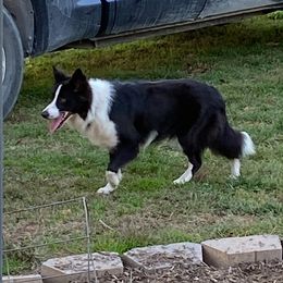 Sailor - Border Collie