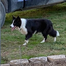 Sailor - Border Collie