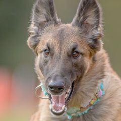 Belgian Tervuren from Aerglo Belgians