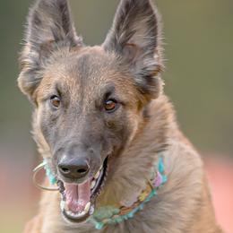 Belgian Tervuren from Aerglo Belgians