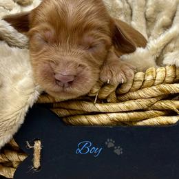 Boy 3 - Caramel male Australian Labradoodle puppy in Sacramento, California from Delta Breeze Labradoodles
