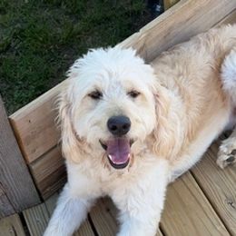 Goldendoodles from Arrowood’s precious doodles