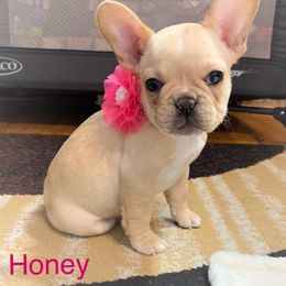 French Bulldog Puppies from J&A Bulldogges