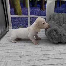 Isabella Based Cream Extreme Piebald Smooth Female - Cream female Dachshund puppy in Killeen, Texas from Southern Dachshunds