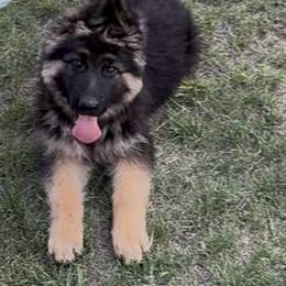Trixie male - Black and red male German Shepherd puppy in Herrick, South Dakota from Dakota Shepherds Kennels