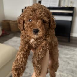 Poodle Puppies from Bruno & Co. Puppies