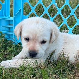 Rose - Yellow female Labrador Retriever puppy in Garnett, Kansas from Timberland Creek Labradors