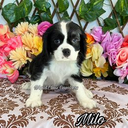 Milo - Tri-color male Cavalier King Charles Spaniel puppy in Hollywood, Florida from World Class Cavaliers