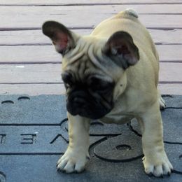 American Staffordshire Terrier and French Bulldog Puppies from Gaff's Amstaffs and Frenchies