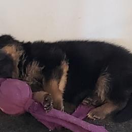 German Shepherd Puppies from Central Coast German Shepherds