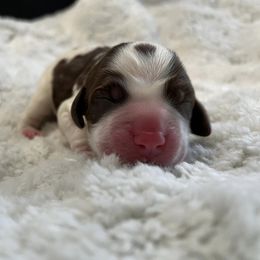 Tomato Slice - Liver white and tan English Springer Spaniel puppy in Salem, Oregon from Ivy Hill English Springer Spaniels