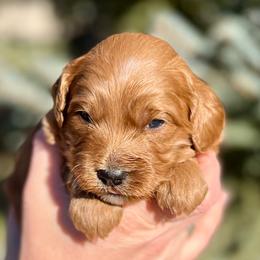 Eddie - Red  male Goldendoodle puppy in Sugar City, Idaho from Idaho Sugar Doodle Pups