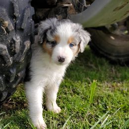 Aussiedoodle and Australian Shepherd Puppies from Rockin' Aussies