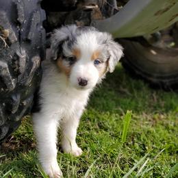 Aussiedoodle and Australian Shepherd Puppies from Rockin' Aussies