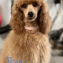 Jane - Poodle