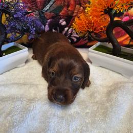 Rosalie - Chocolate female Dachshund puppy in Eureka, California from Wigglebutts Mini Dachshunds