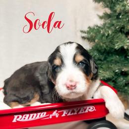 SodaPop - Tri-color male Bernedoodle puppy in Boiling Springs, South Carolina from OlliePups, LLC