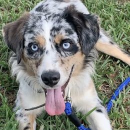 Australian Shepherds, Miniature Australian Shepherds, and Toy Australian Shepherds from Twisted C Aussies