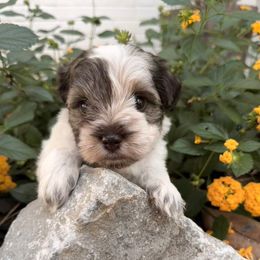 Pumpkin - Parti female Miniature Schnauzer puppy in Silver Creek, Mississippi from Mamie’s Minis, LLC