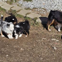 Mastiff and Toy Australian Shepherd Puppies from Mountain Mama Mastiffs and Tailspin Toy Aussies