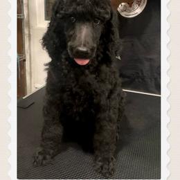 Girl 3 - Blue female Poodle puppy in Houston, Texas from CMJ Kennels