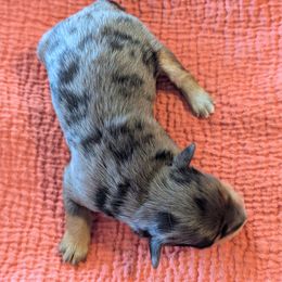 Boy 1 - Blue merle male Bernedoodle puppy in Sparta, Missouri from Sis' Doodles & Poodles