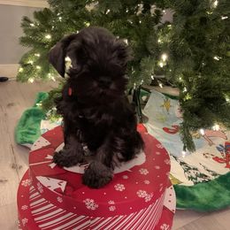Miniature Schnauzer Puppies from Dirty Beard Mini Schnauzers