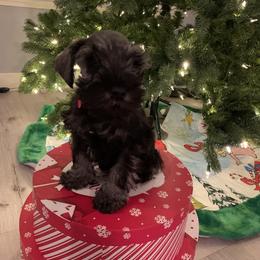 Miniature Schnauzer Puppies from Dirty Beard Mini Schnauzers