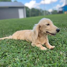 Max - Dachshund