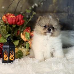 Sirocco - Blue merle male Pomeranian puppy in California from T & D Dream Poms