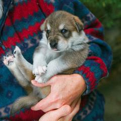Tamaskan Puppies from Ageli Lykon