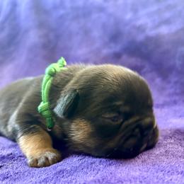 Buster - Black and tan male French Bulldog puppy in Greeley, Colorado from Mandy Moon French Bulldogs