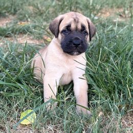 Solaris - Fawn male Mastiff puppy in Carthage, Missouri from Mama’s Mastiffs