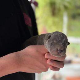 Voodoo - Blue male Chinese Shar-Pei puppy in Auburn, Kansas from Justin's Chinese Shar-Pei