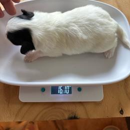 Tiny toad - Black brown and white male Papillon puppy in Middleville, Michigan from Cheryl's Papillons