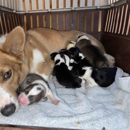 Pembroke Welsh Corgi Puppies from Gotta Chase Em All Corgis