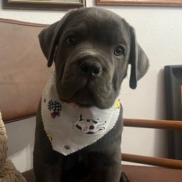 Bandit - Gray male Cane Corso puppy in Utah from 3Lake Kennelz