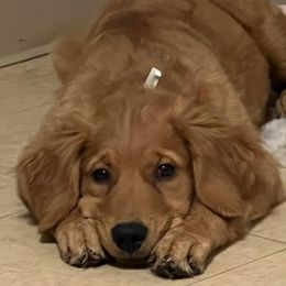 Golden Retriever and Poodle Puppies from Tori’s Golden Retrievers and Poodles
