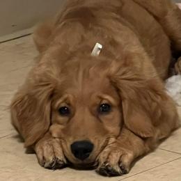 Golden Retriever and Poodle Puppies from Tori’s Golden Retrievers and Poodles