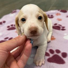 Blue Eyes Extreme Red Dapple Piebald Female - Dapple female Dachshund puppy in Horizon City, Texas from Micah's Minis