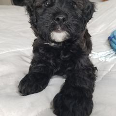 Boy 1 - Black Whoodle puppy in O'neill, Nebraska from Willowdale Doodles