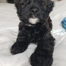 Boy 1 - Black Whoodle puppy in O'neill, Nebraska from Willowdale Doodles
