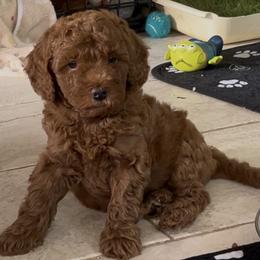 Basil - Red  male Poodle puppy in Jensen Beach, Florida from Pineapple Poodles