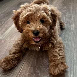 Goldendoodles from Hooper Doodles