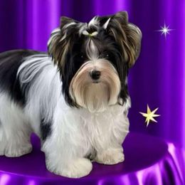 Biewer Terriers from Stone Mountain Dogs