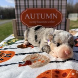 Purple collar - Blue female Pembroke Welsh Corgi puppy in Monterey, Tennessee from Co-Pilot Corgis