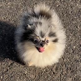 Jenny - Blue merle female Pomeranian puppy in Hot Springs, Arkansas from Pomeranian Empire