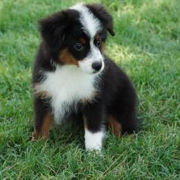 Girl 1 - Black tri female Miniature Australian Shepherd puppy in Lawton, Oklahoma from Lindsey’s Aussies