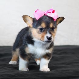 Girl 1 - Black and tan female Pembroke Welsh Corgi puppy in Karnack, Texas from Sureshot Corgis