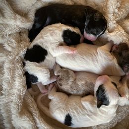 Aussiedoodle Puppies from Ford Canyon Aussidoodles